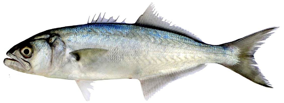 Pomatomus saltatrix_03.jpg